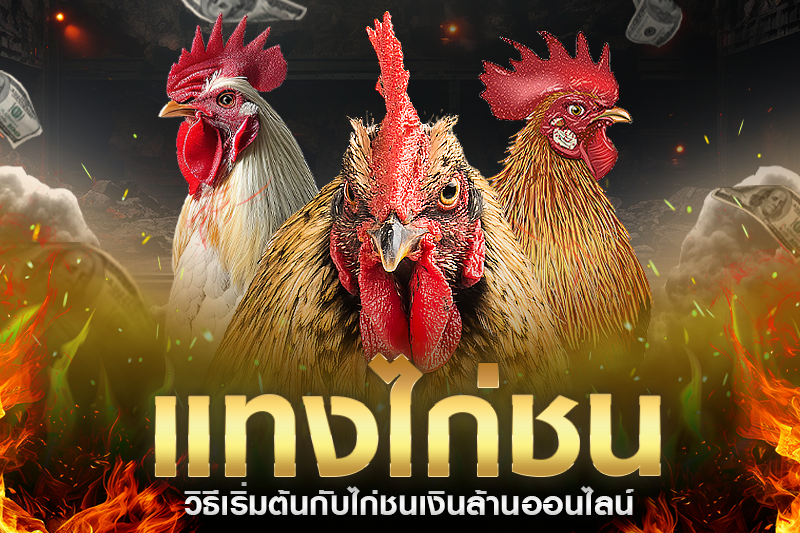 ไก่ชนเงินล้าน ที่สุดของการเดิมพันพื้นบ้าน สู่แพลตฟอร์มออนไลน์ครบวงจร – H2 วิธีเริ่มต้นกับไก่ชนเงินล้านออนไลน์