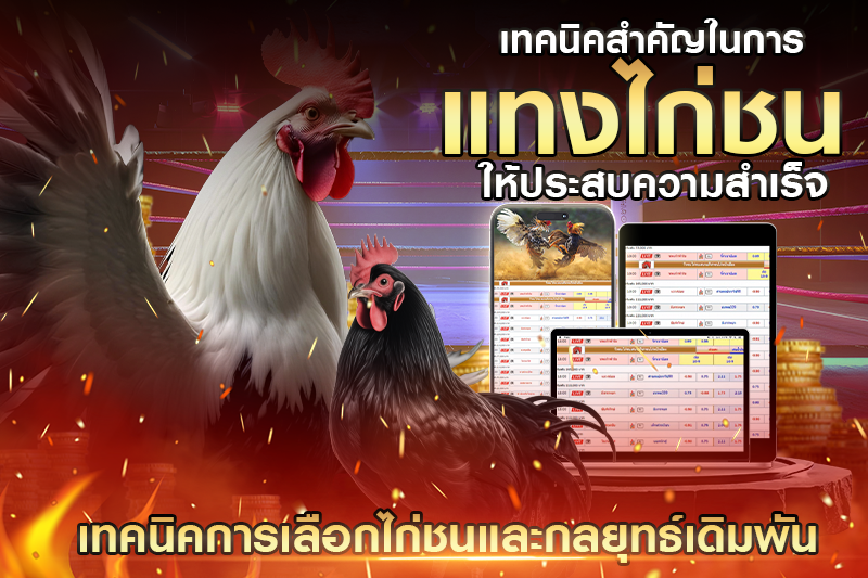 เทคนิคการเลือกไก่ชนและกลยุทธ์เดิมพัน